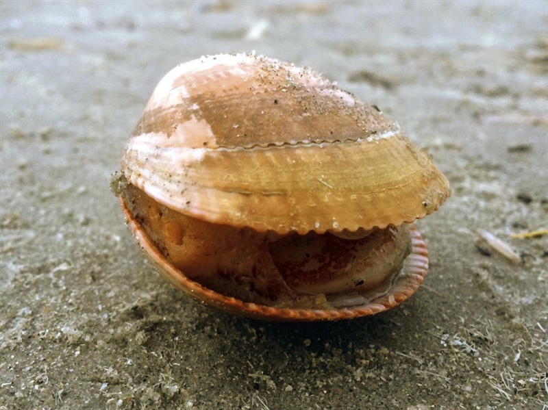 SMP Camperduin - Week van de Biodiversiteit