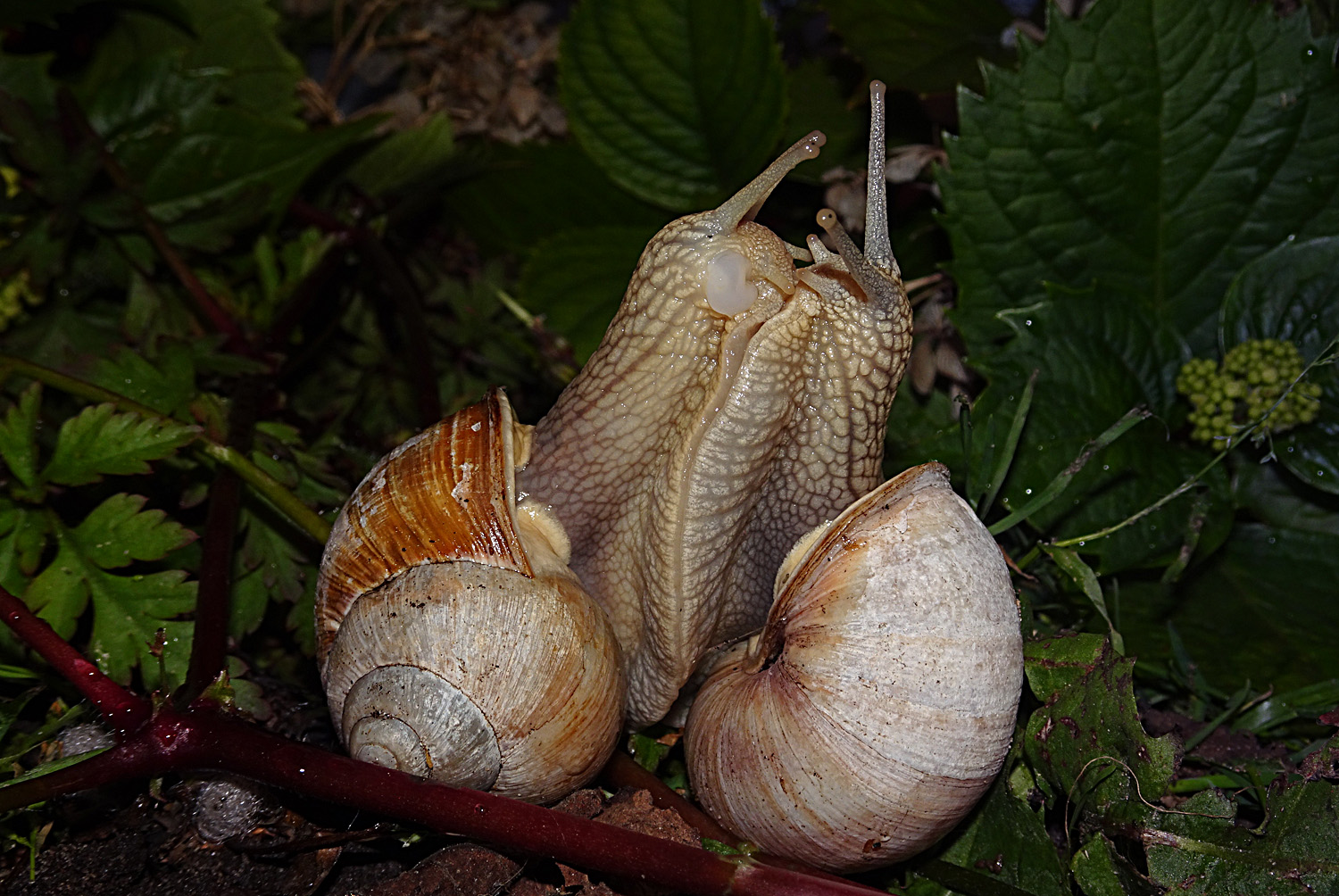 Bron: Stichting ANEMOON